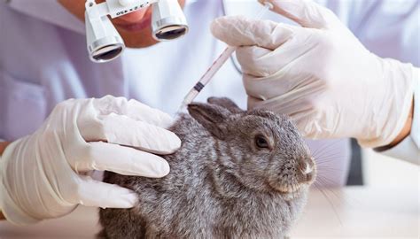 prada beauty testing for animals